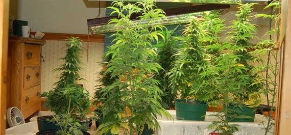 Basics On Growing Marijuana Indoors