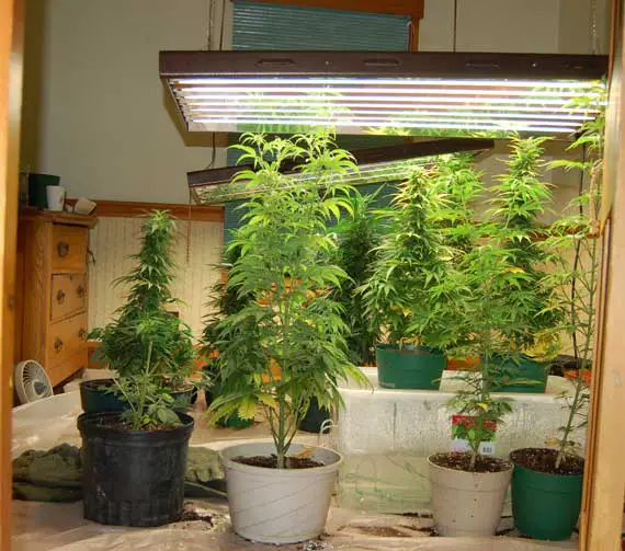 Basics on Growing Marijuana Indoors