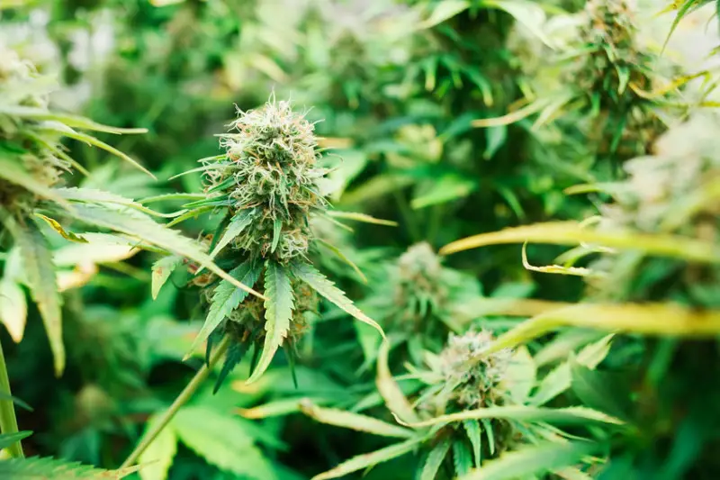 Most Common Weed Problems And Symptoms | Growing Marijuana Blog