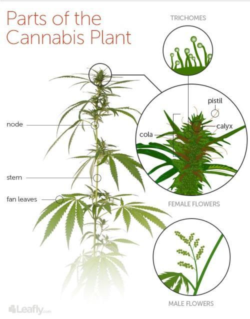 Parts of Cannabis Sativa and its uses | Growing Marijuana Blog