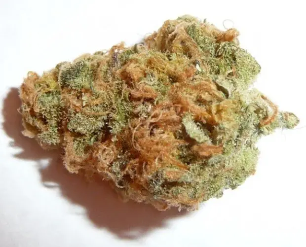 Acapulco Gold Marijuana Strain