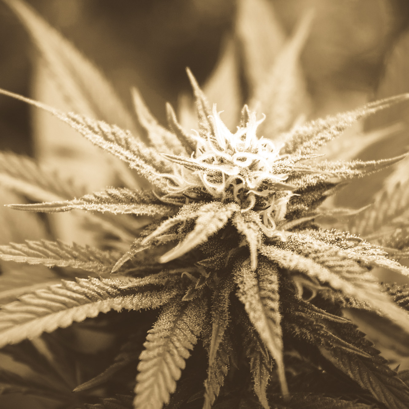 Common Cannabis Plant Problems | Growing Marijuana Blog