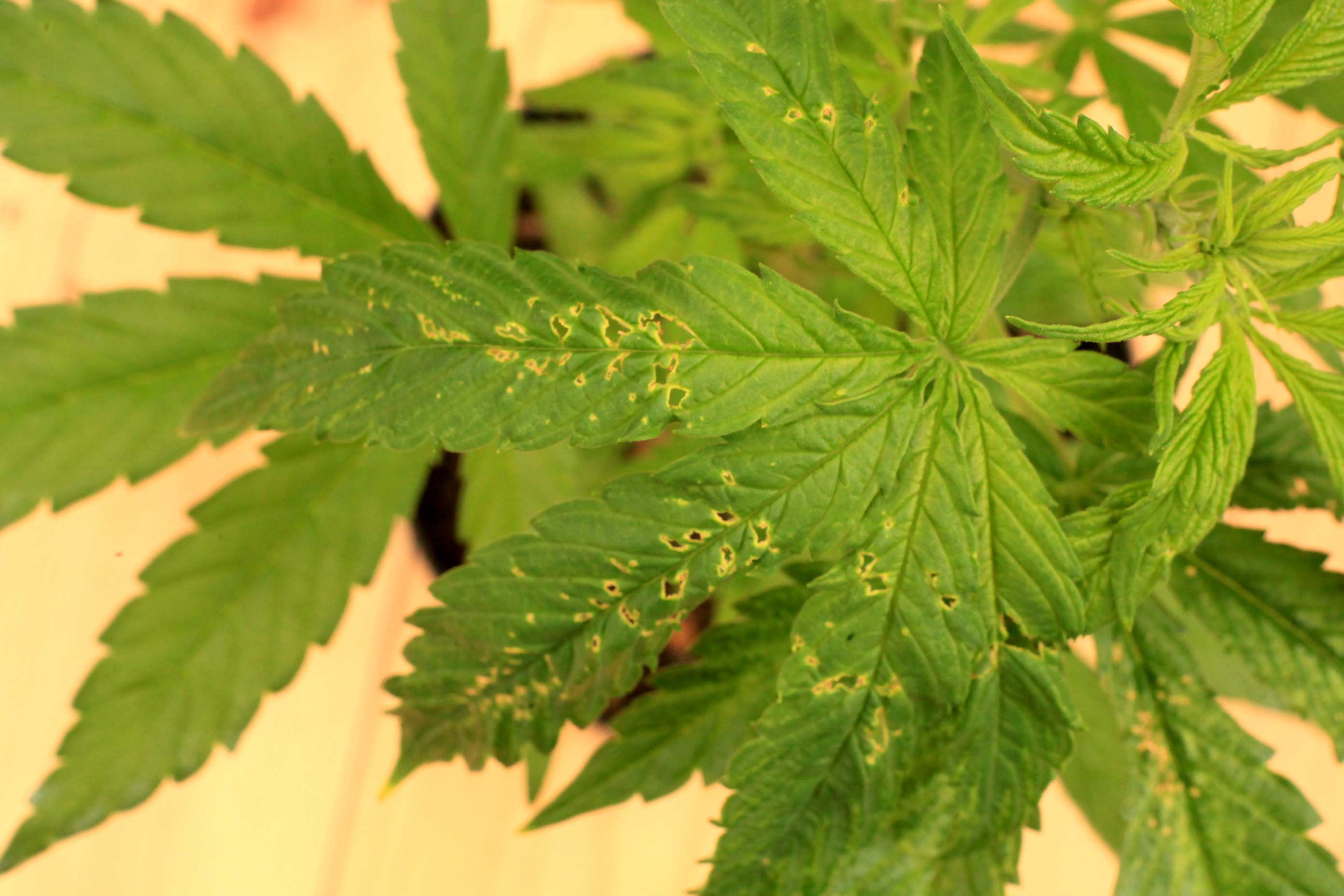 Common Cannabis Diseases With Easy Solutions | Growing Marijuana Blog