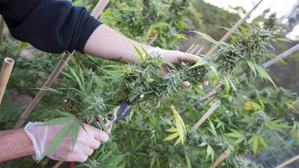 Man Harvesting Cannabis