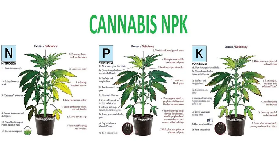 Cannabis Nutrient Chart