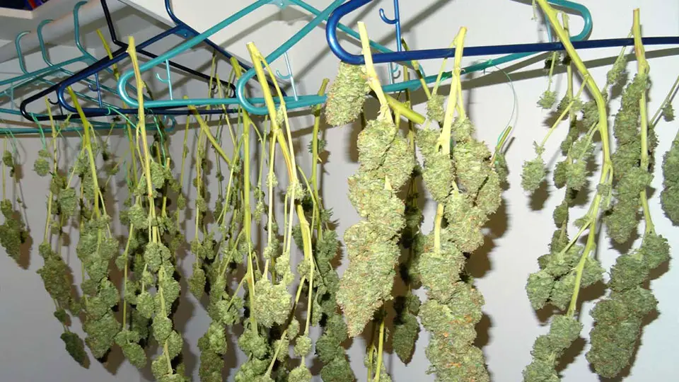 Drying Weed in Closet After Harvest