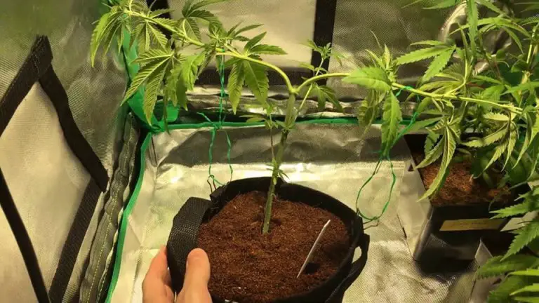 Checklist Of Essential Growing Equipment I Growing Marijuana Blog