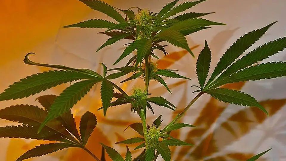 Marijuana in the Flowering Phase