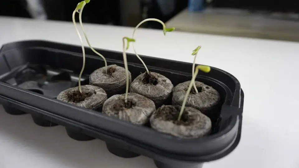 Cannabis Seedling 