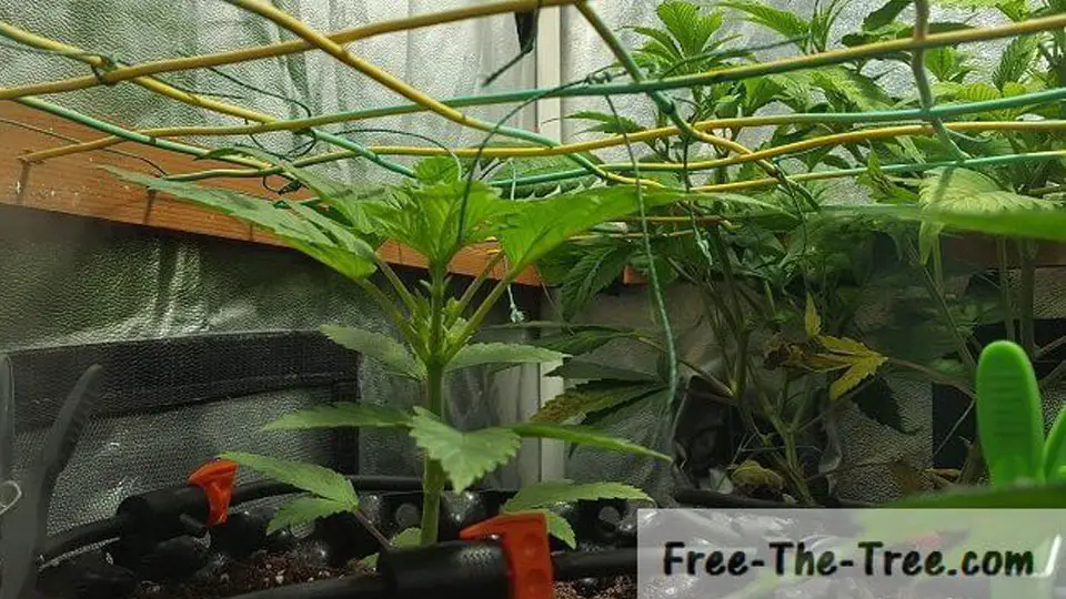 Vegetation Phase Cannabis