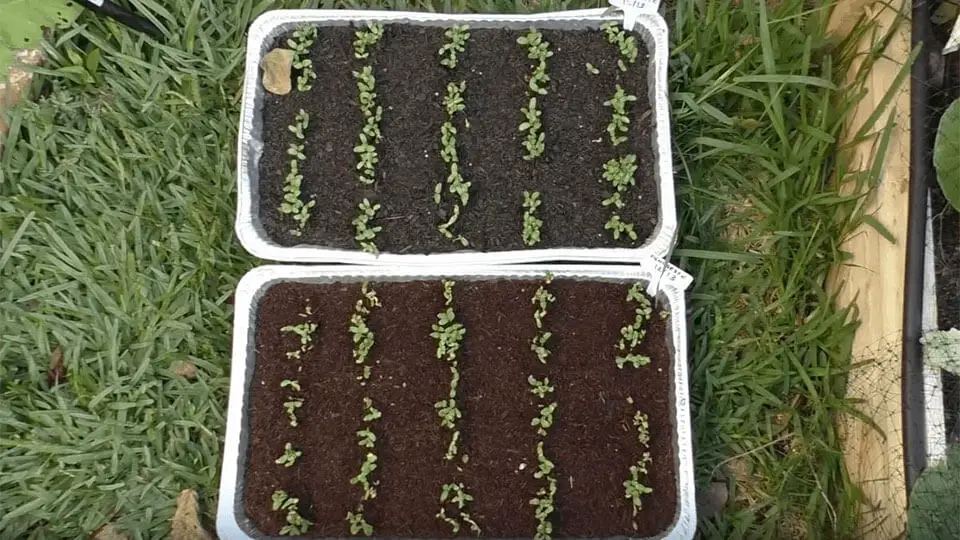 Young Plants in Soil and Coco Coir