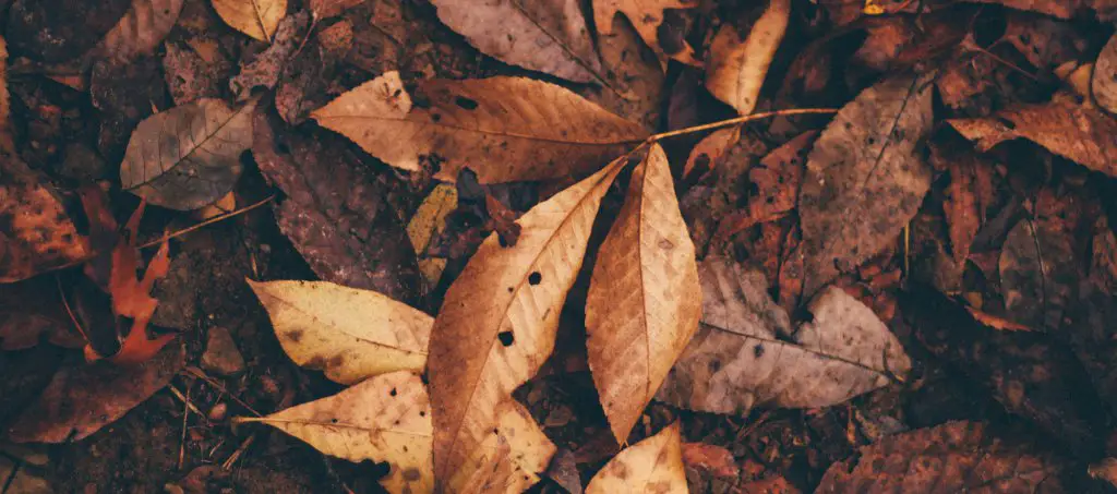 Dried Cannabis Leaves