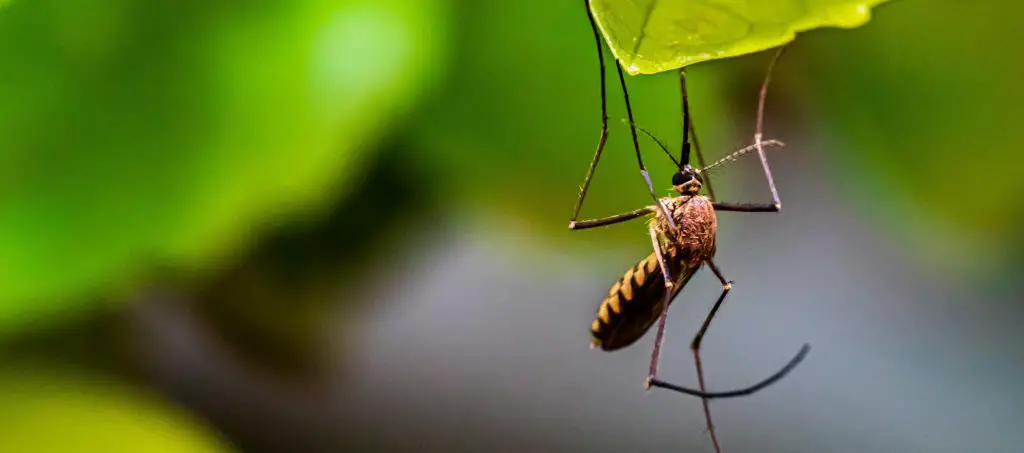 Fungus Gnats