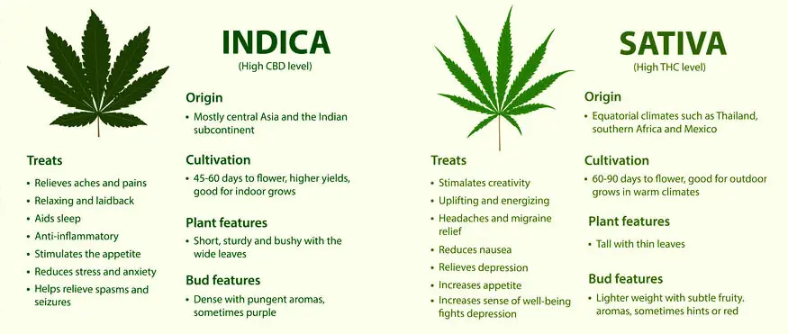 Sativa vs Indica horizontal infographic