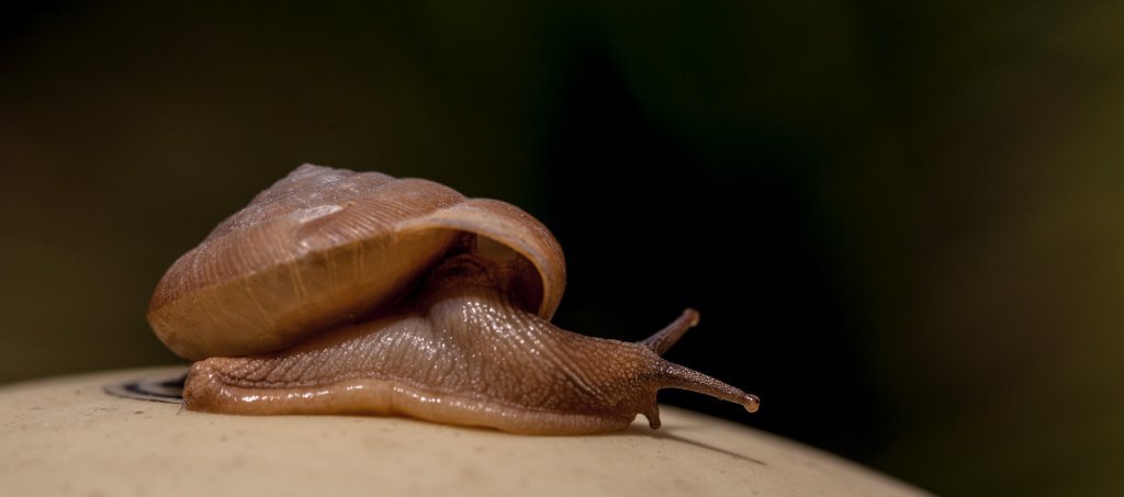 Slug