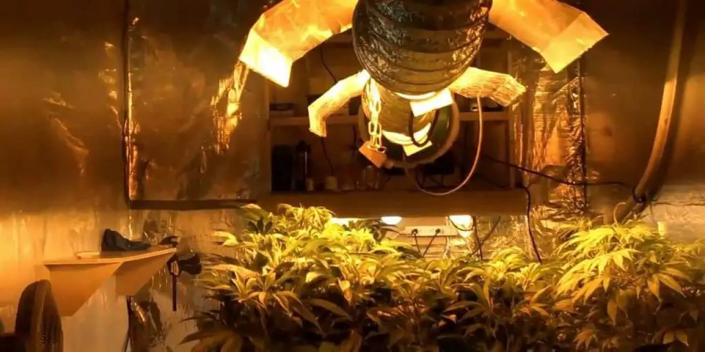 Grow Marijuana Plants Indoors
