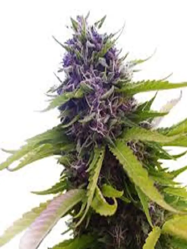 Blueberry Autoflower Seeds L Growing Marijuana Blog