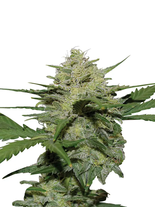 Girl Scout Cookies Extreme Autoflower Seeds l Growing Marijuana Blog