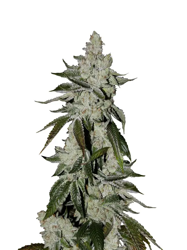 Girl Scout Cookies Extreme Feminized Seeds L Growing Marijuana Blog