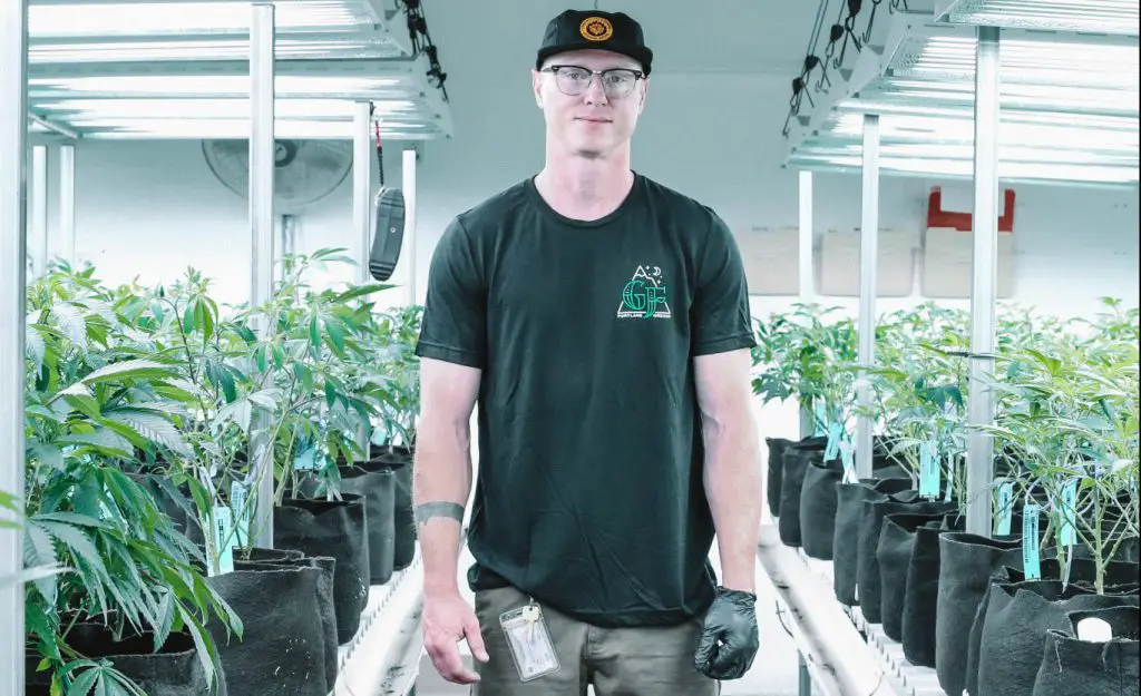 Man on cannabis indoor garden