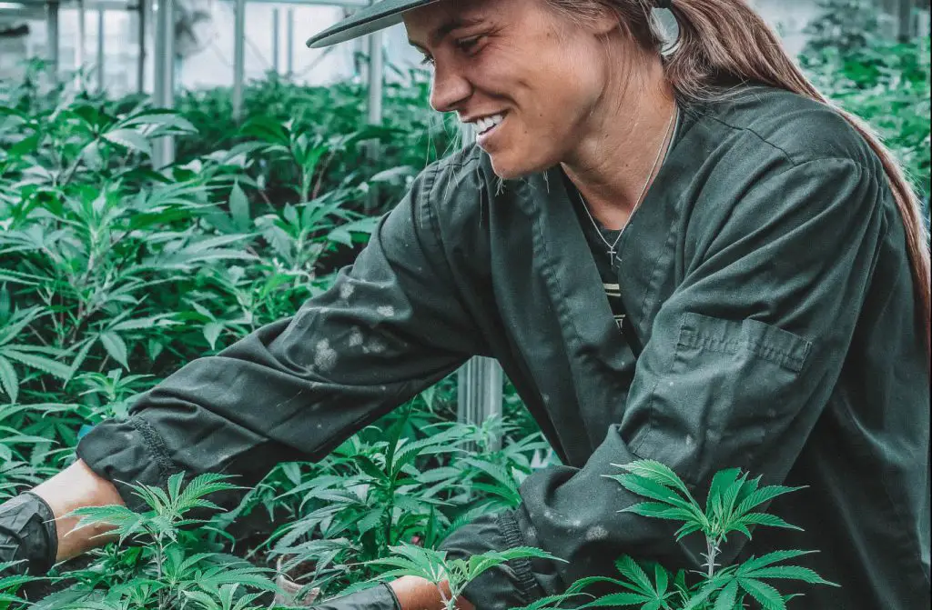 Women on cannabis indoor garden