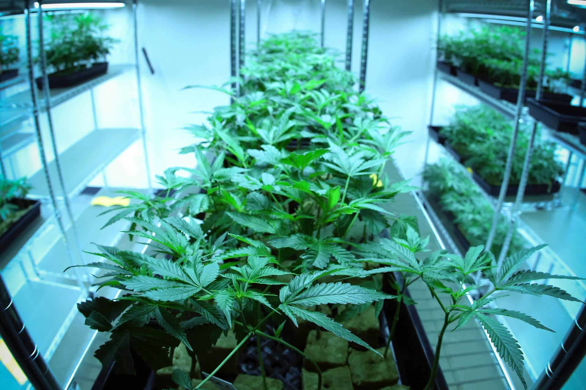 Best Practices For Indoor Marijuana Cultivation On Small Scale ...